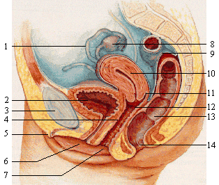 File:Female reproductive system lateral nolabel.png